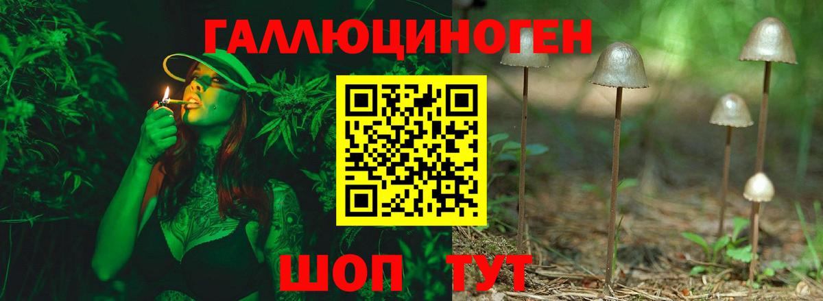 Псилоцибиновые грибы Cubensis Новоалександровск
